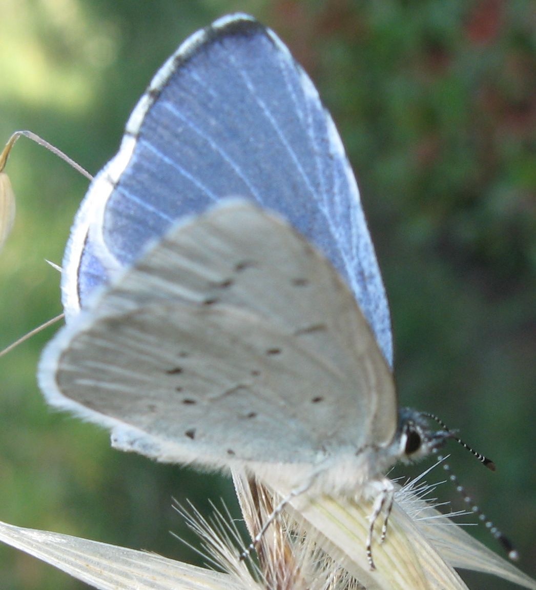 Lycaenidae da identificare