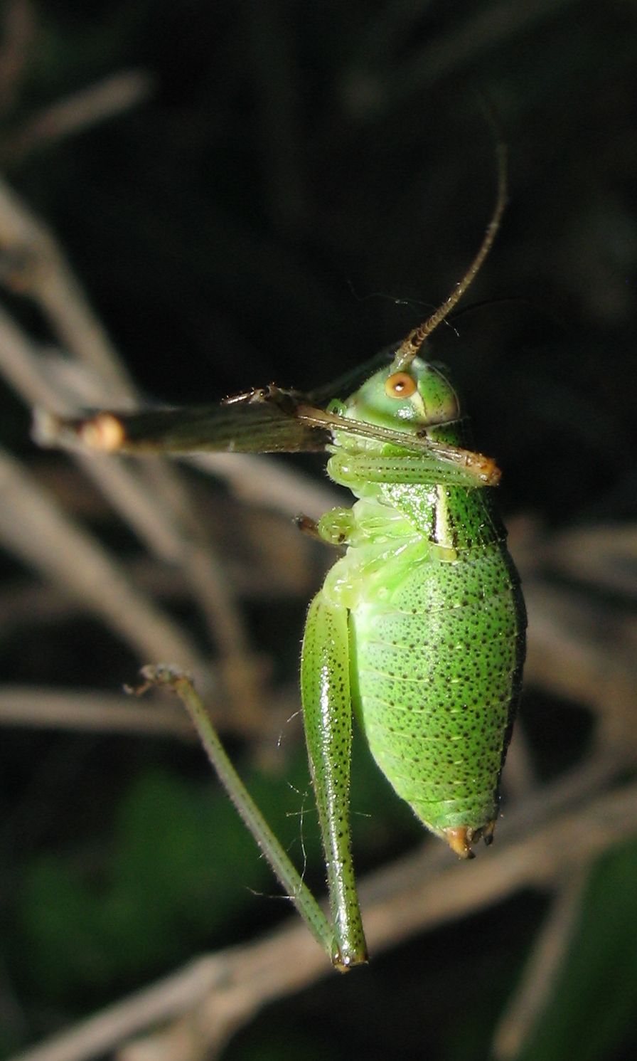 Ninfa da identificare: Metaplastes pulchripennis,  maschio