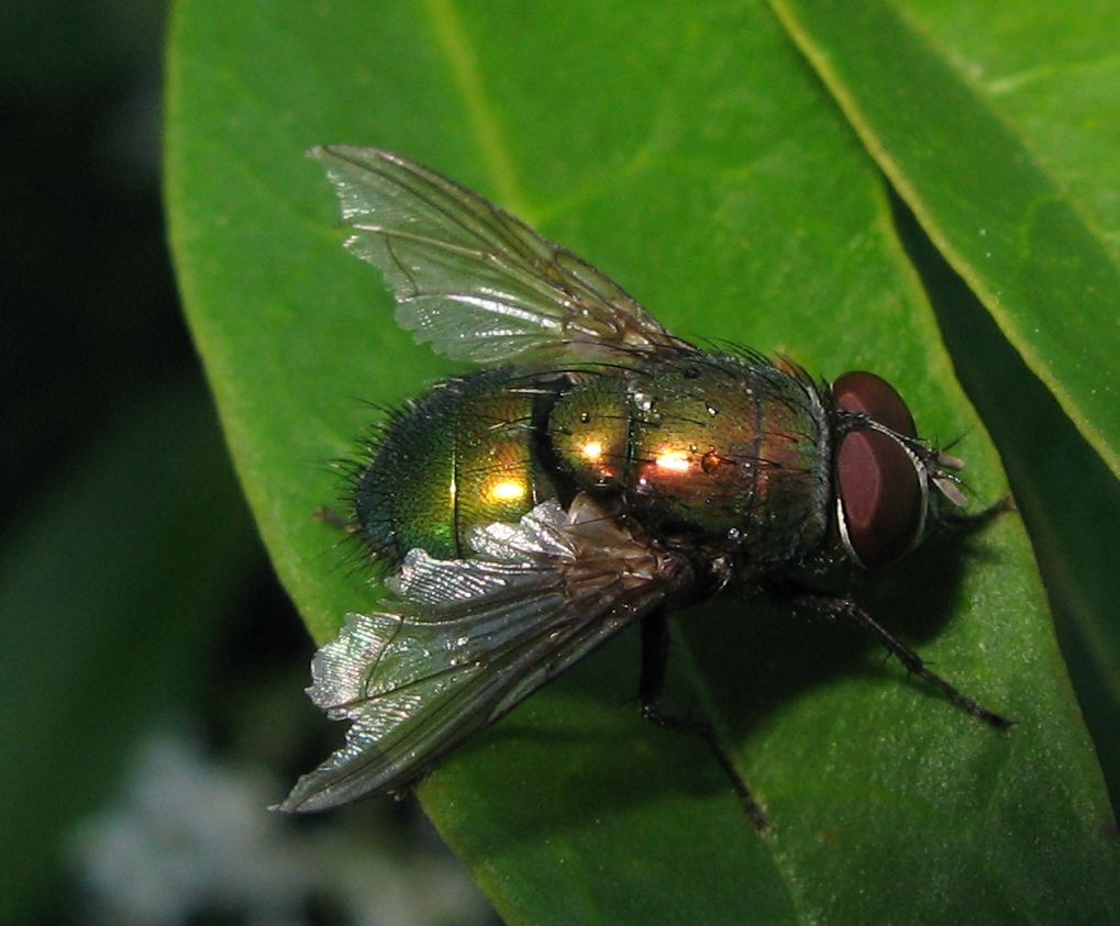 Lucilia sp. maschio (Calliphoridae)