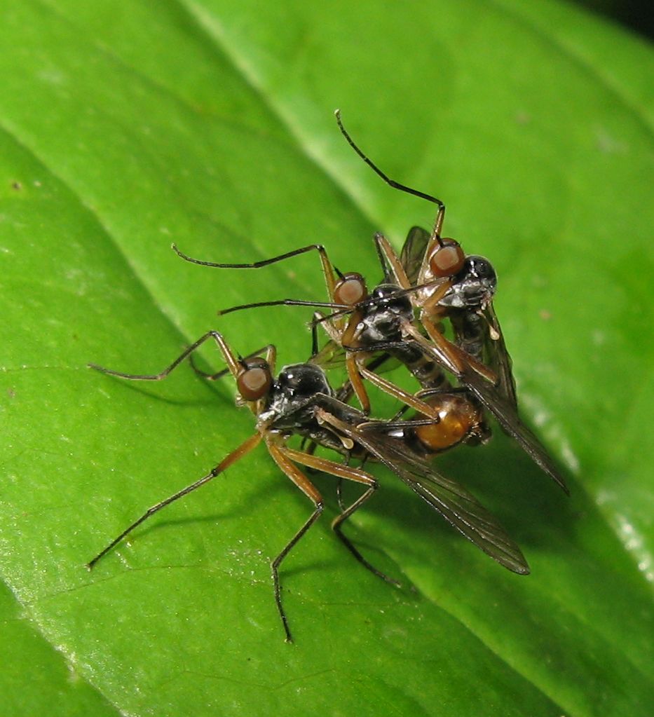 Meglio in tre: Brachystoma vesiculosum (Empididae)