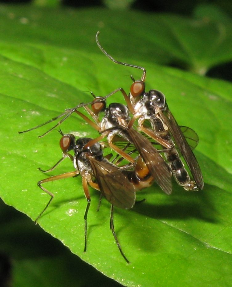 Meglio in tre: Brachystoma vesiculosum (Empididae)