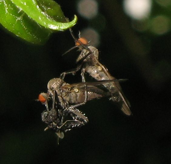 Empis sp