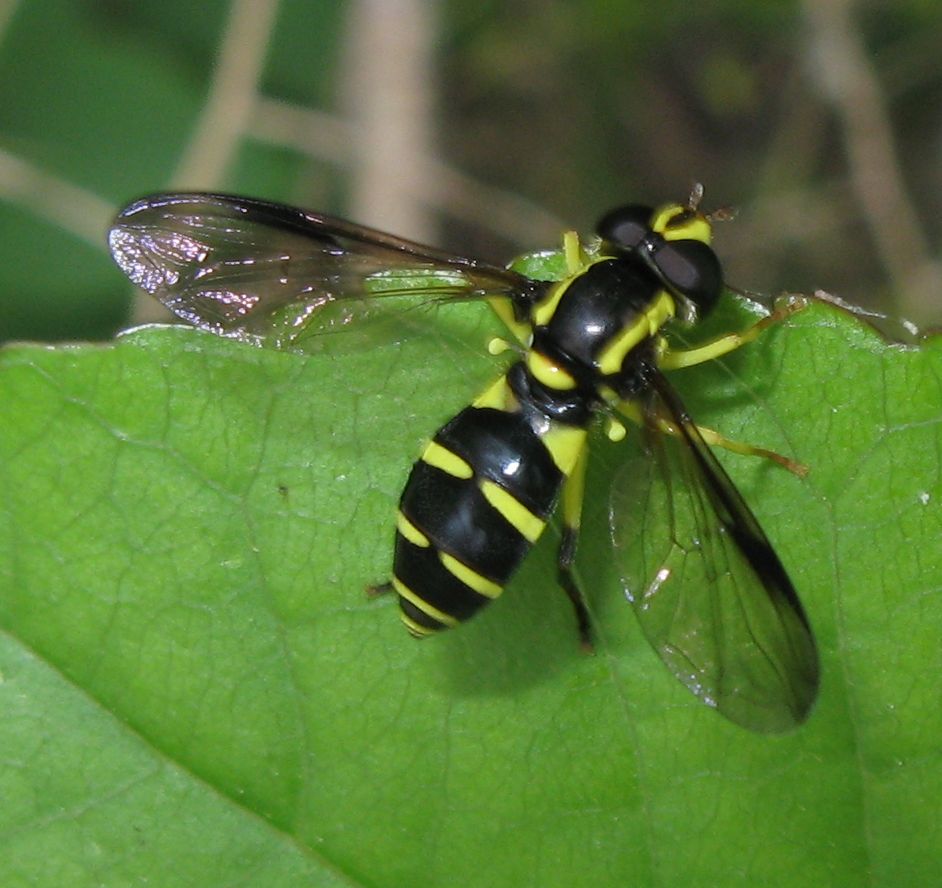 Femmina di Xanthogramma dives