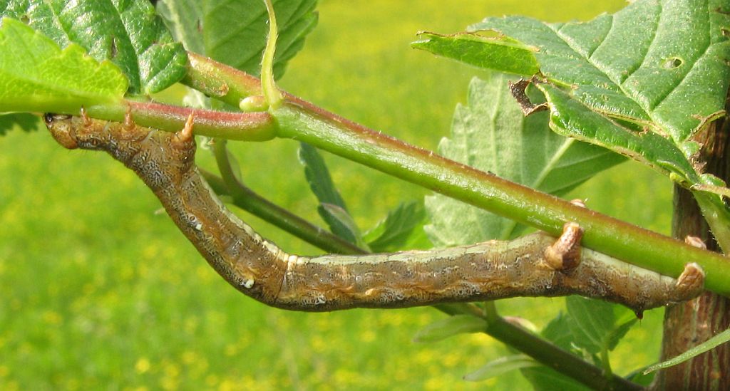 Larva di Colotois pennaria? S