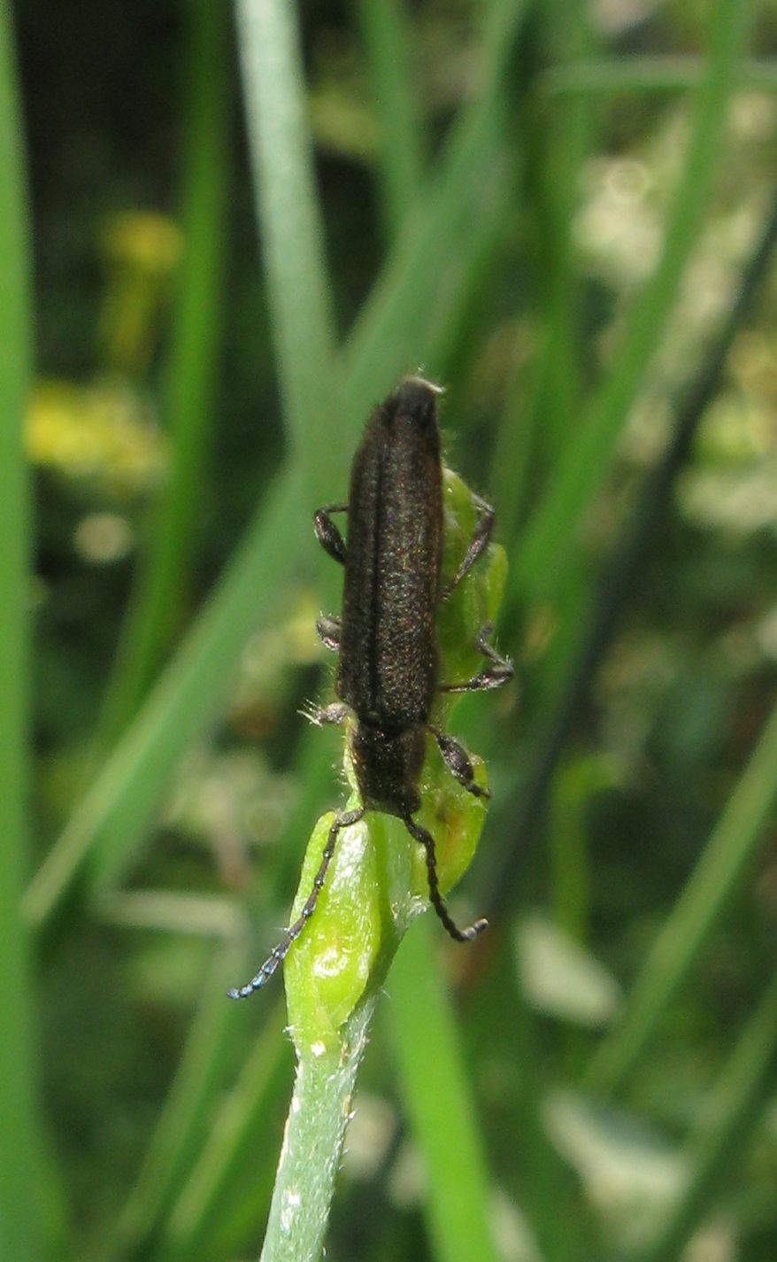 Deilus fugax, Cerambycidae