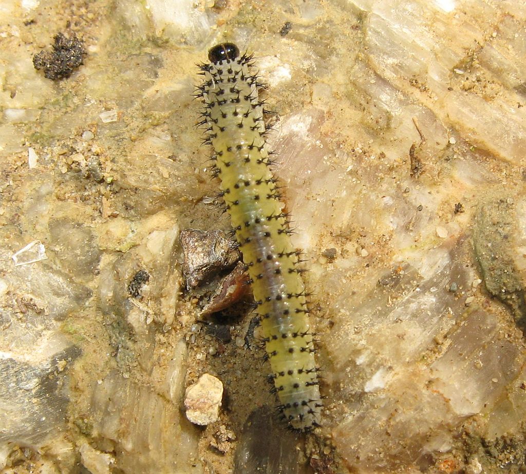 Larva di imenottero o lepidottero?