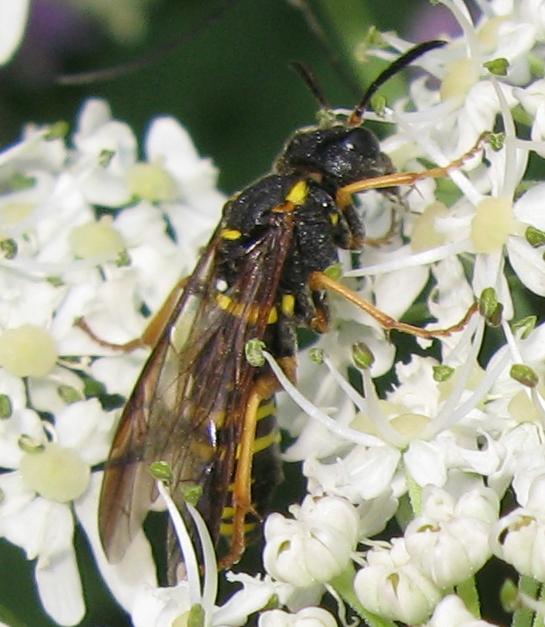 Tenthredo sp. da determinare