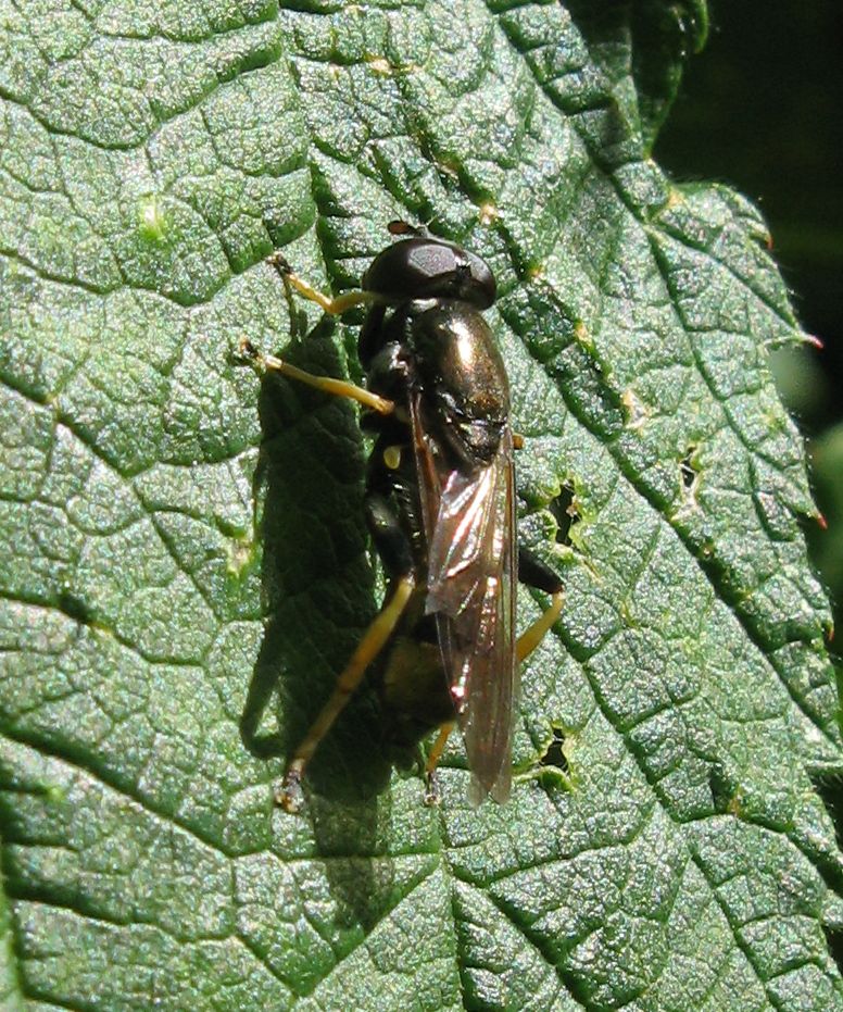 Syrphidae - Xylota sp ?