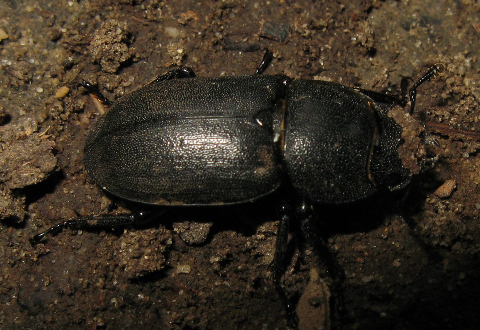 Femmina di Lucanus cervus? No, di Dorcus parallelipipedus, Lucanidae