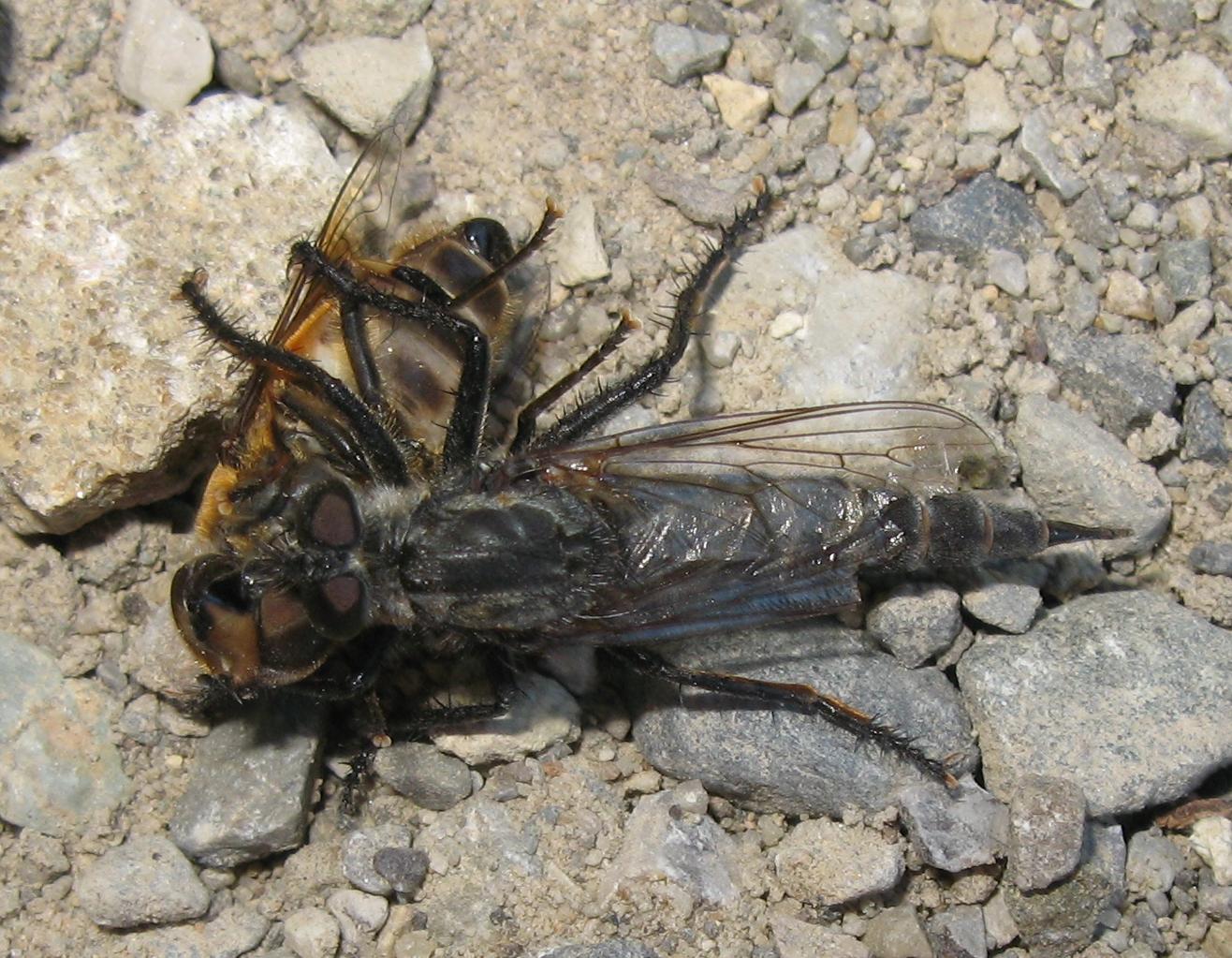 Eristalis sp. predata da Asilidae gruppo Machimus