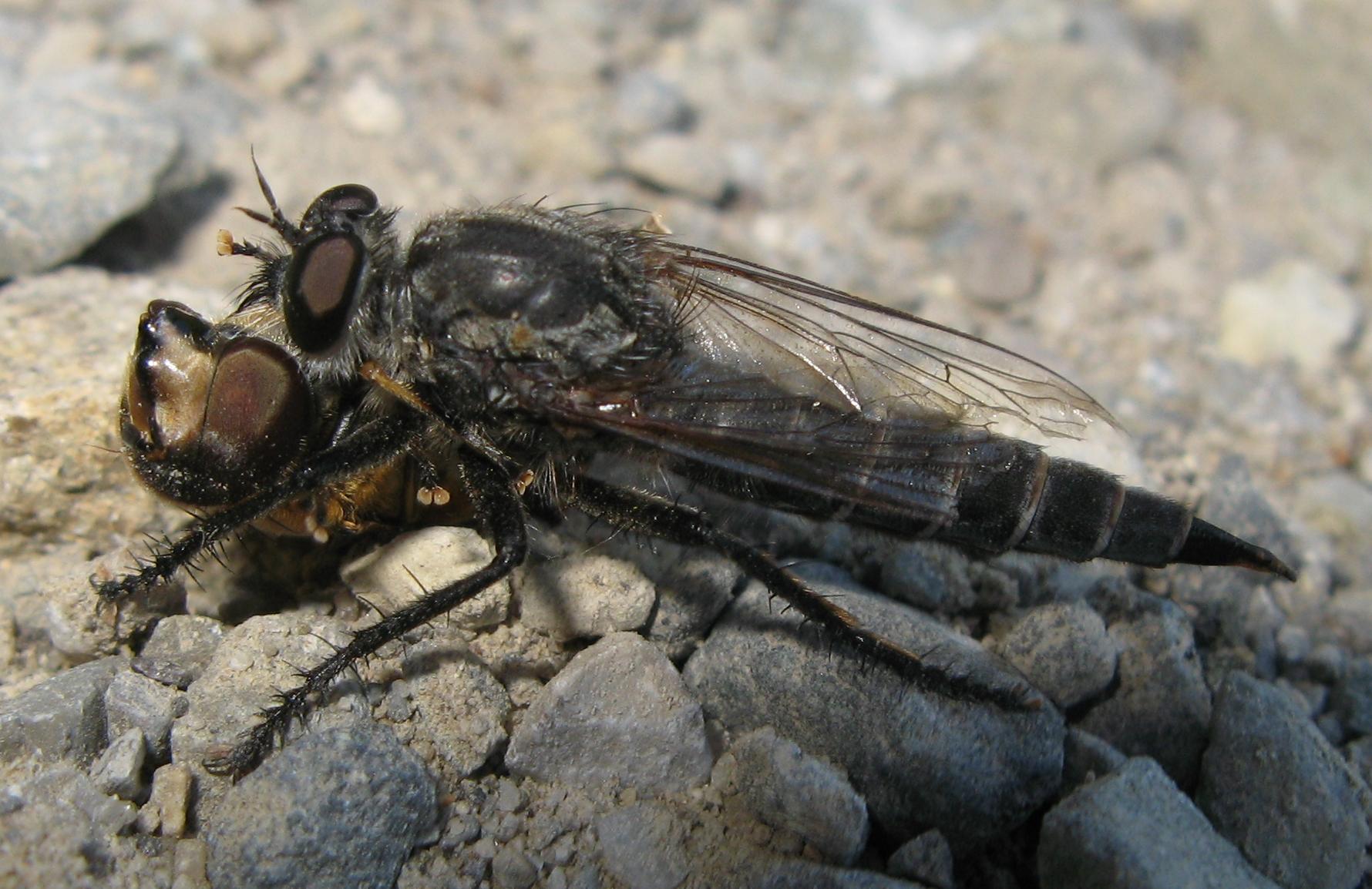 Eristalis sp. predata da Asilidae gruppo Machimus