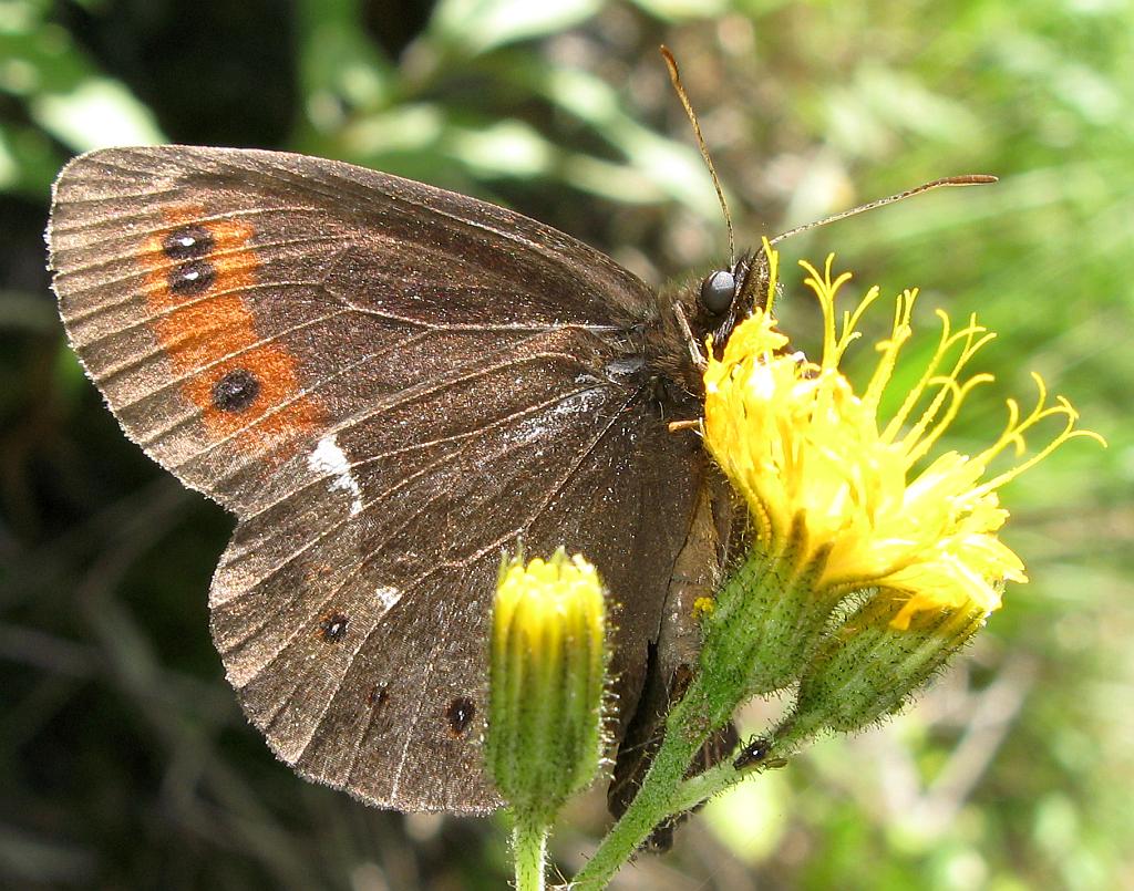 Erebia da identificare