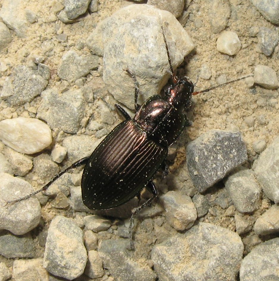 Carabidae: Poecilus cupreus