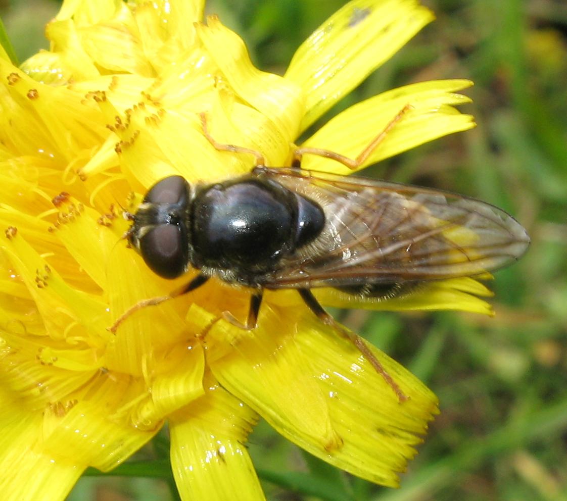 Femmina di Cheilosia sp. ?