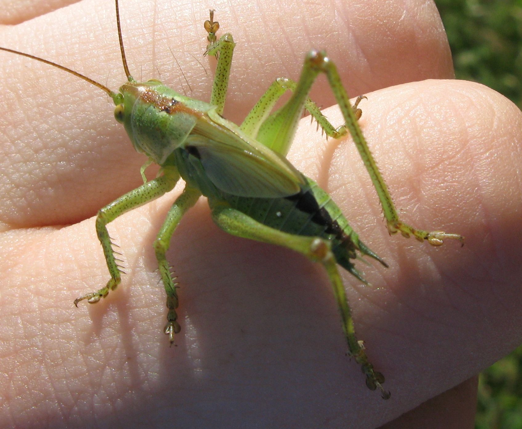 Tettigonia viridissima, maschio  (stadio giovanile)