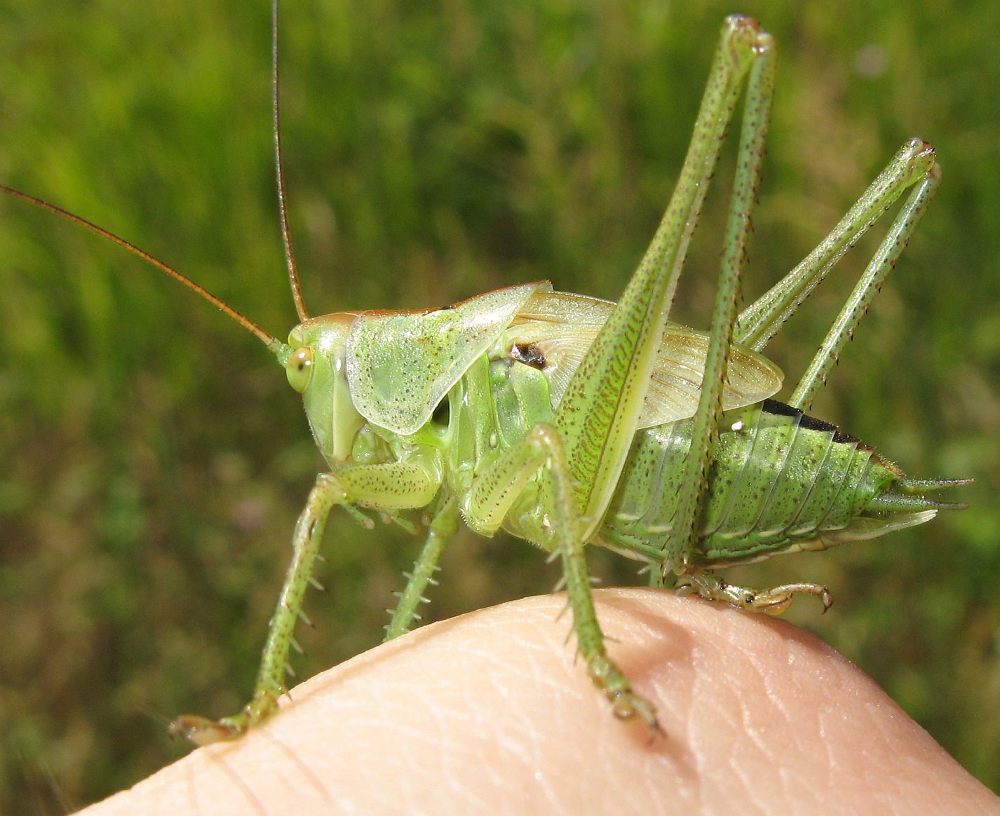 Tettigonia viridissima, maschio  (stadio giovanile)