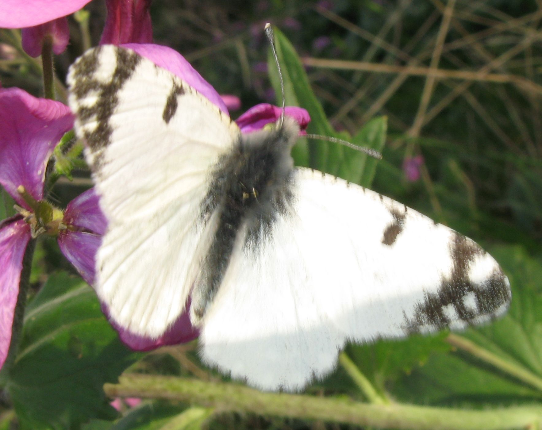 Pieridae - Pontia edusa ? No Euchloe ausonia