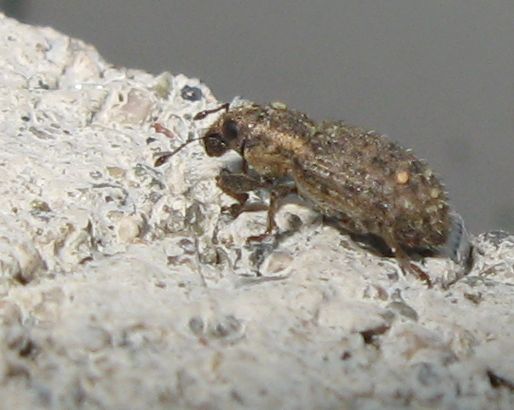 Piccolo curculionidae: Sitona hispidulus (cf.)