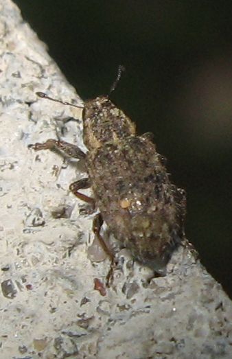 Piccolo curculionidae: Sitona hispidulus (cf.)