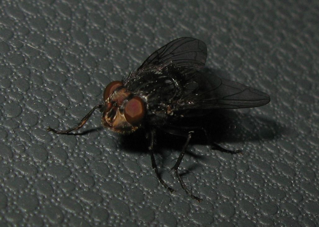 Mosca in automobile