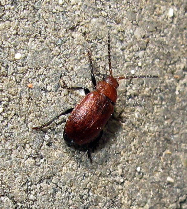 Coleottero rosso: Lochmaea crataegi