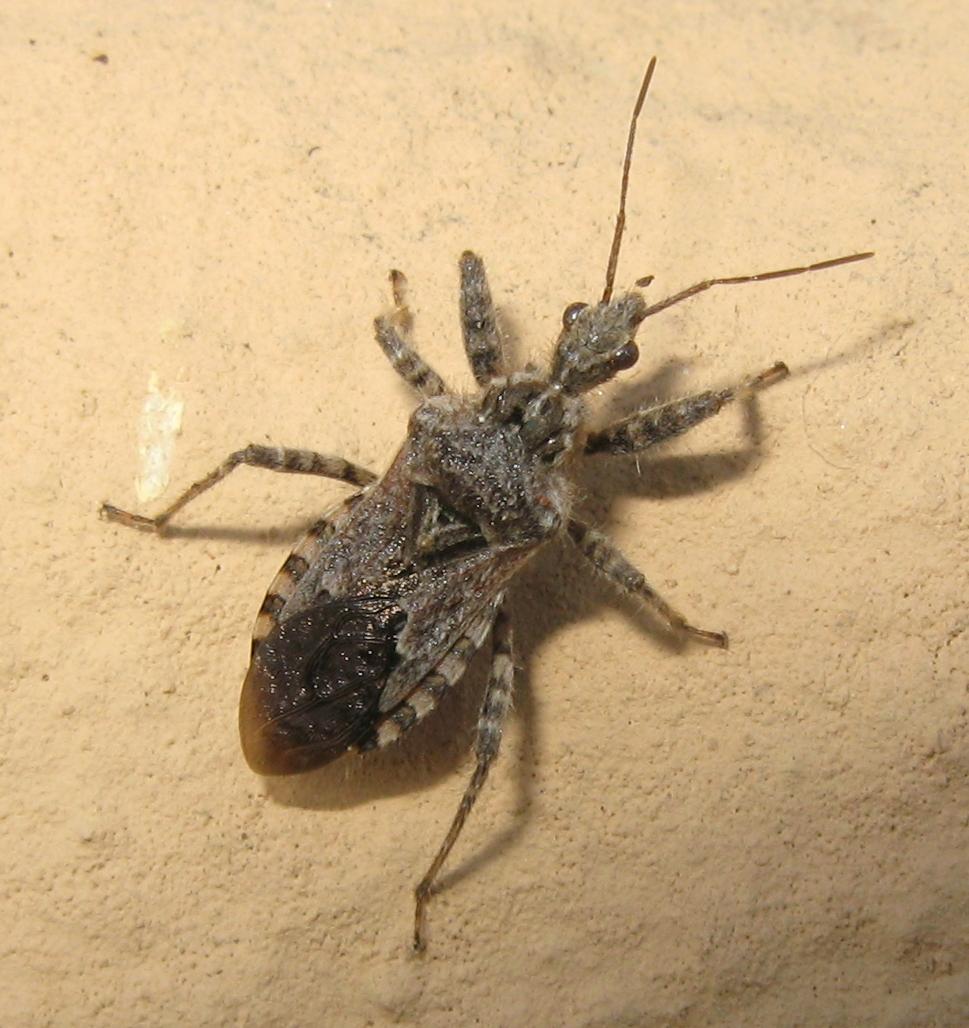 Coranus griseus? S