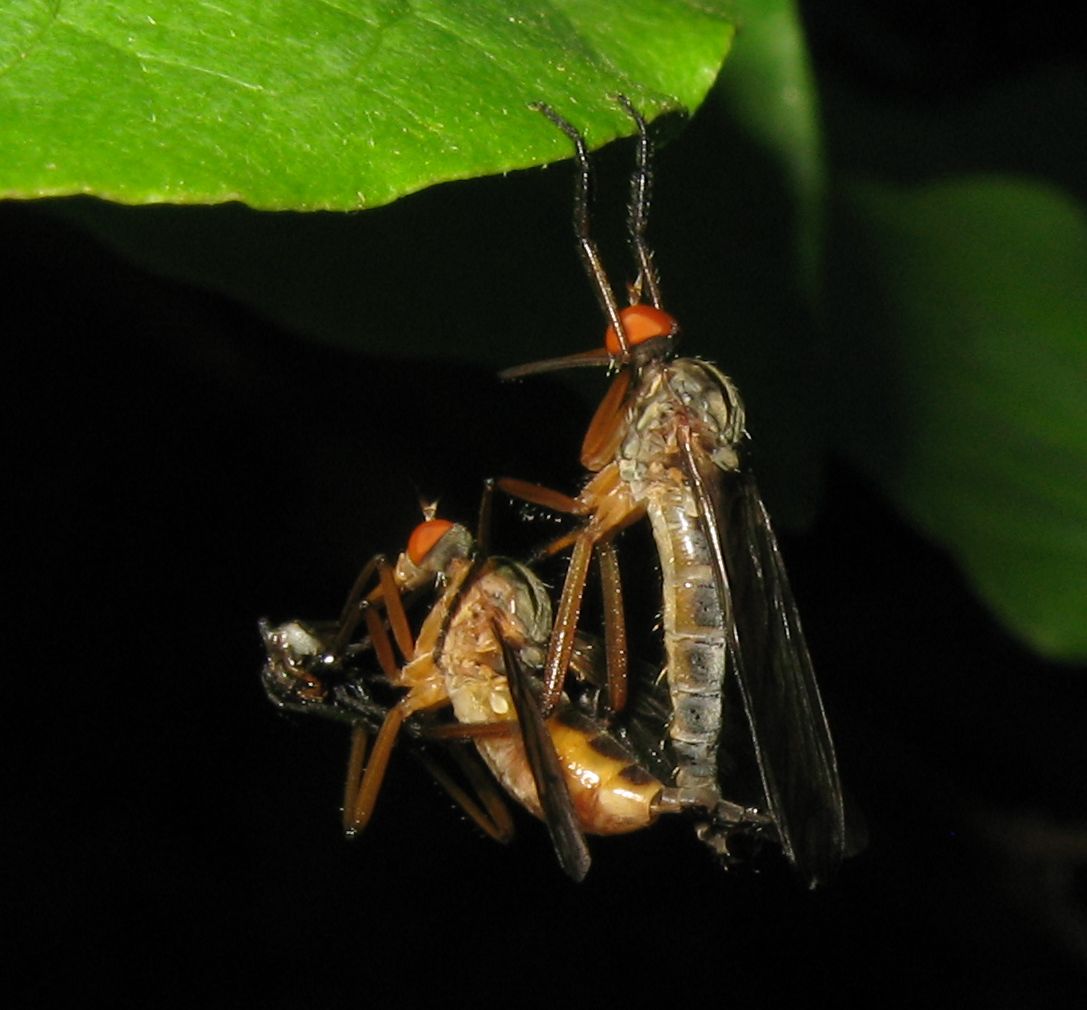 Ditteri in strana posizione...: coppia di Empis sp.