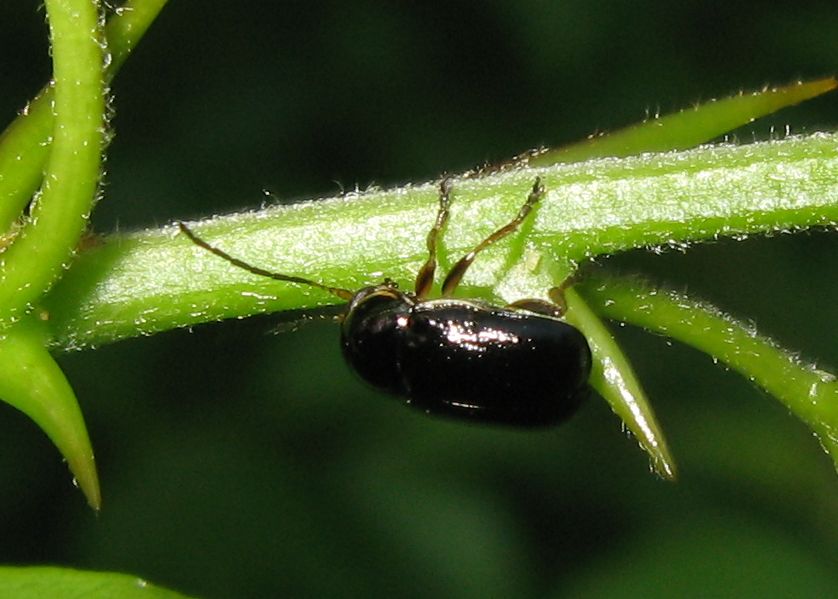 Cryptocephalus flavipes (cf), Chrysomelidae