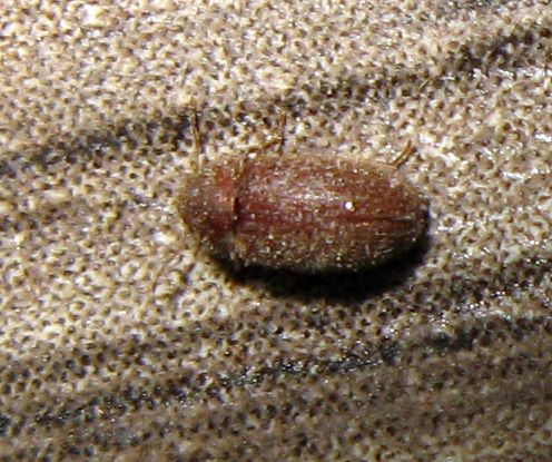 Piccolo coleottero da identificare: Stegobium paniceum