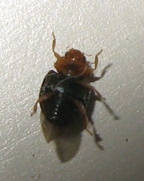 Coccinellidae: Scymnus cfr. auritus