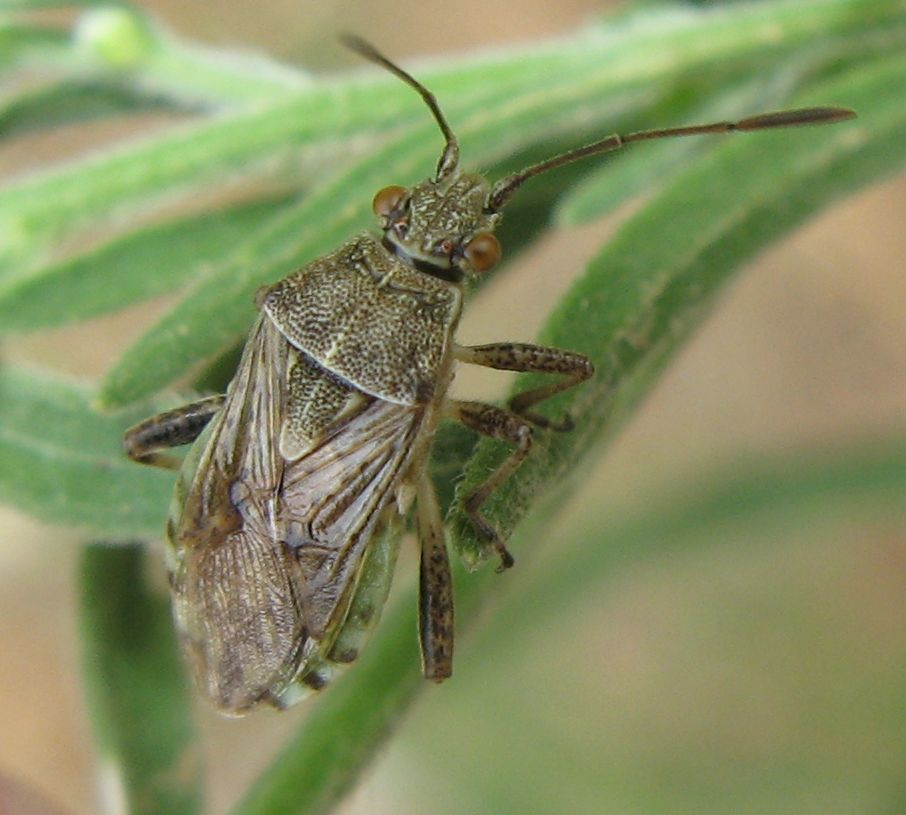 S.punctatonervosus o crassicornis? S. punctatonervosus