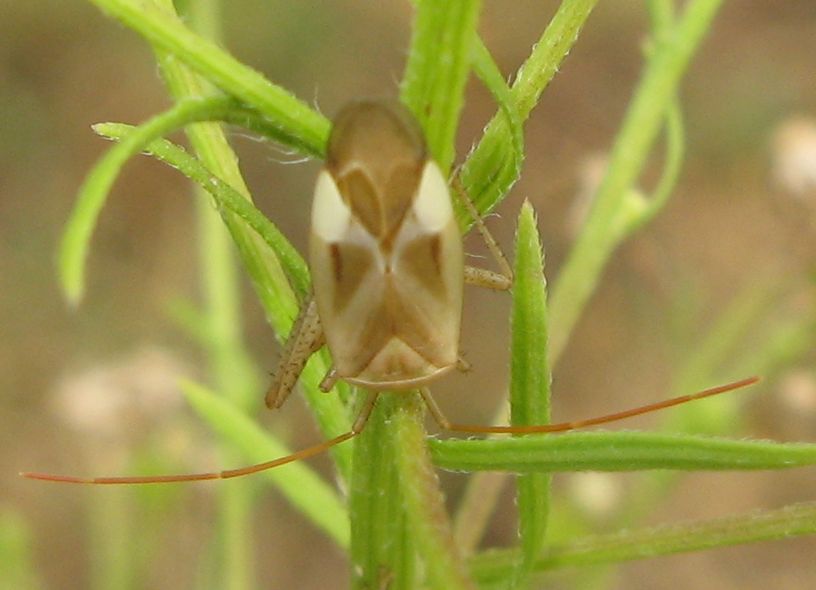 Miridae: Adelphocoris lineolatus dell''Emilia (BO)