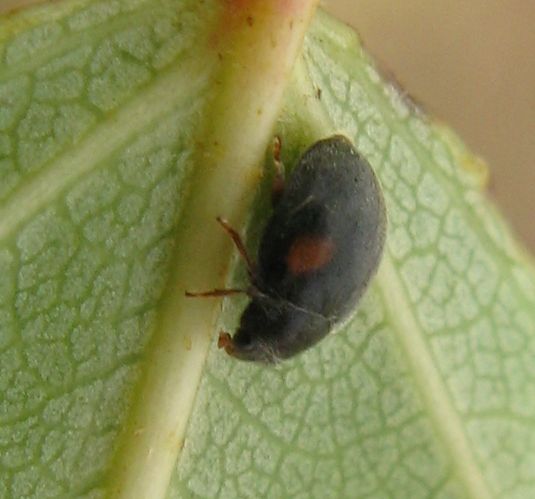 Coleotterino da identificare: Coccinellidae cf. Scymnus