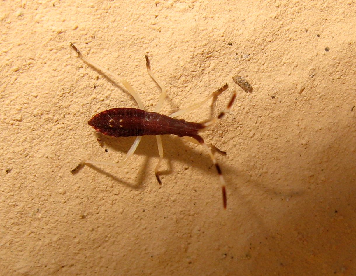 Stenocephalidae: Dicranocephalus sp. (neanide) dell''Emilia