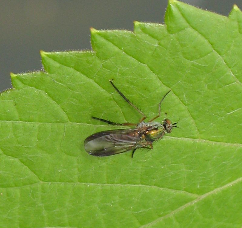 Hybotidae? No. Dolichopodidae:  Poecilobothrus sp.