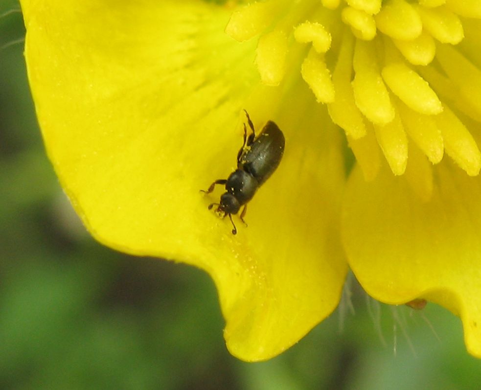 Nitidulidae: cfr. Meligethes sp.