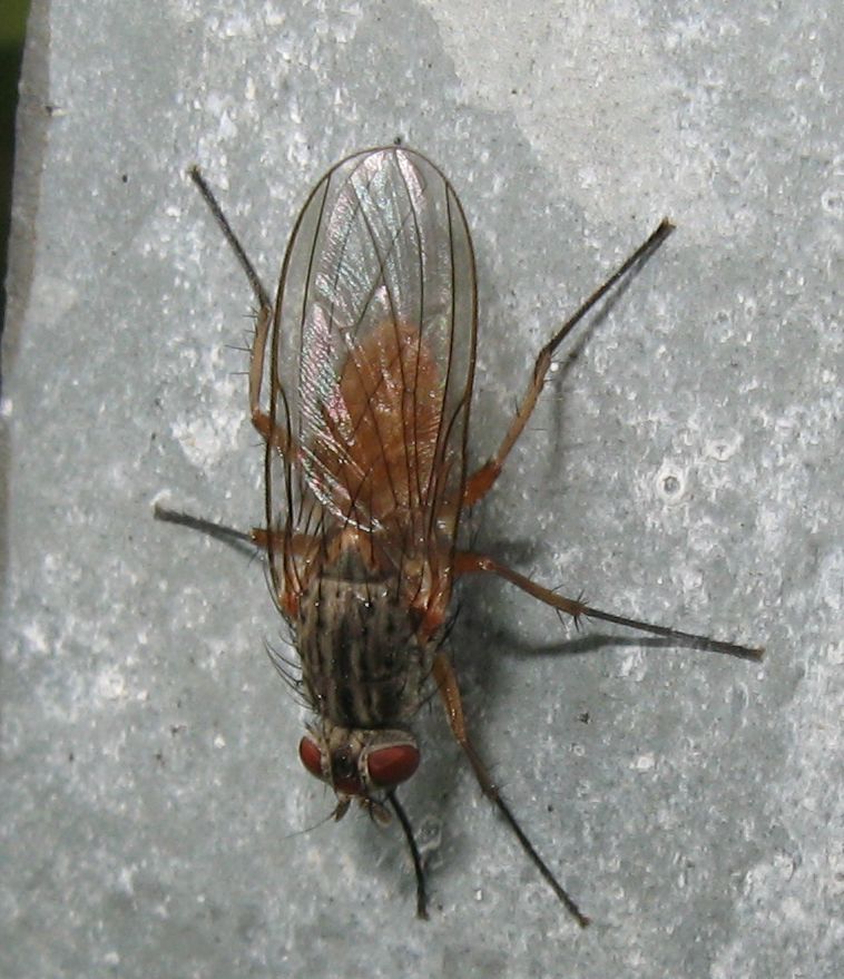 Pegomya sp. Femmina (Anthomyiidae)