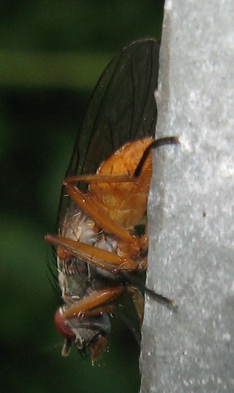 Pegomya sp. Femmina (Anthomyiidae)