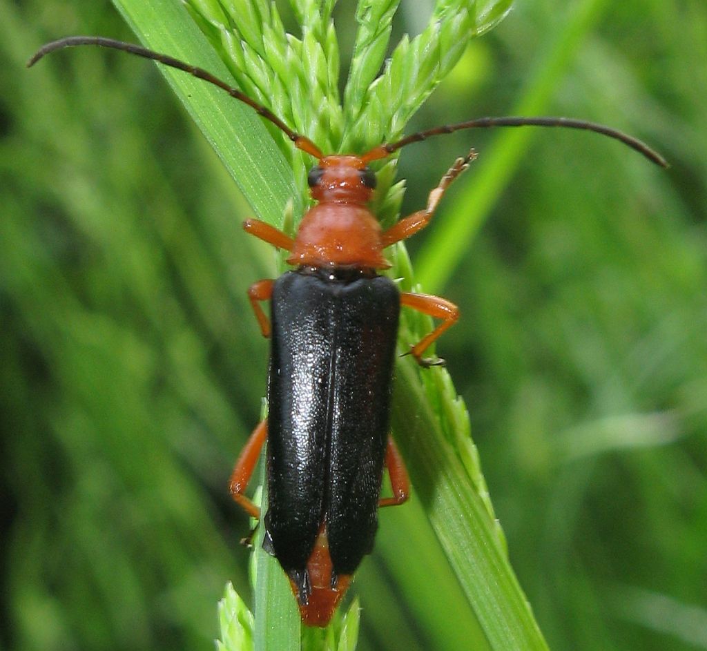 Cerambycidae: Pedostrangalia revestita, forma scura.