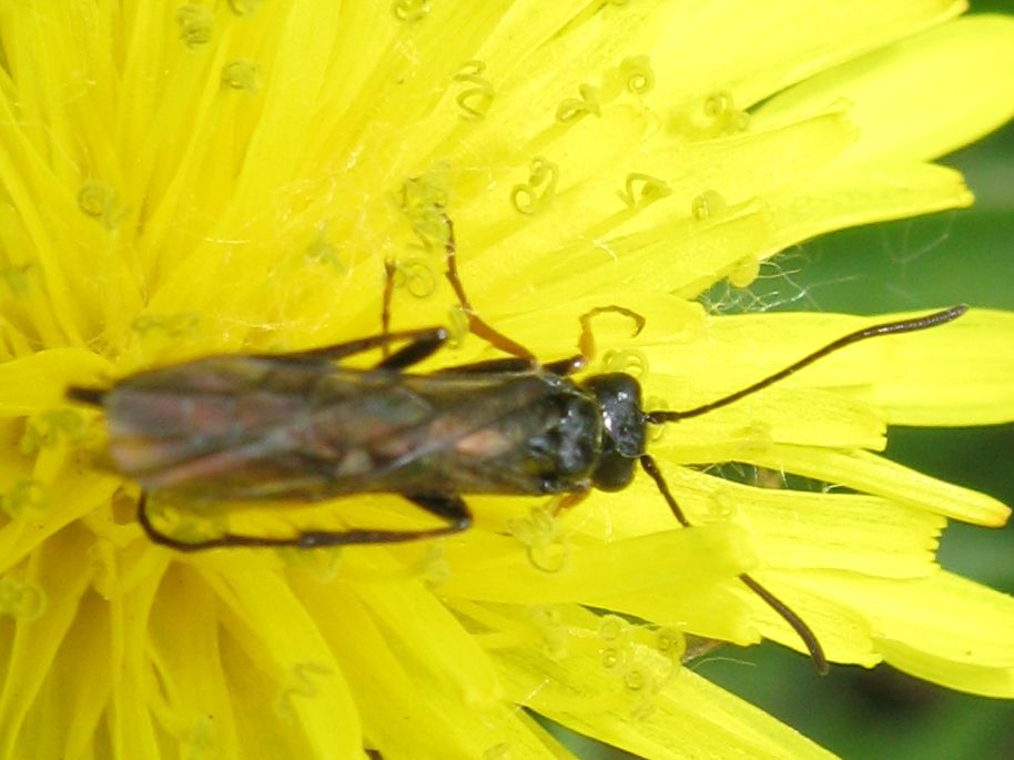 Tenthredinidae? no, Cephidae, Cephus sp.