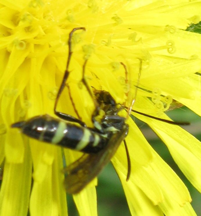 Tenthredinidae? no, Cephidae, Cephus sp.