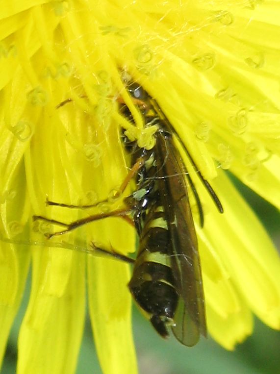 Tenthredinidae? no, Cephidae, Cephus sp.