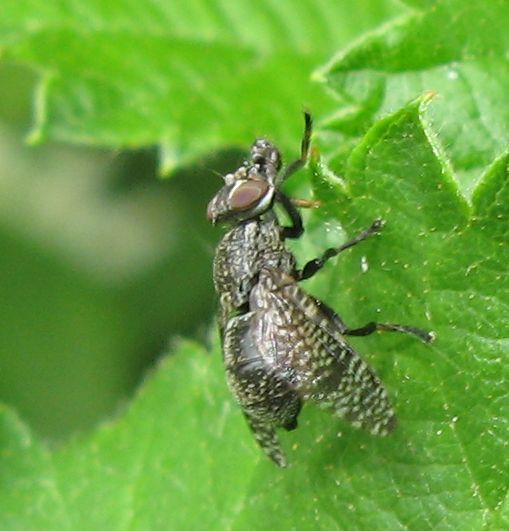 Platystoma sp. (Platystomatidae)