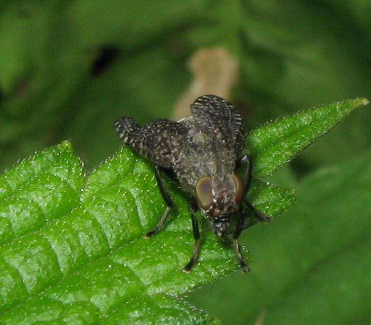 Platystoma sp. (Platystomatidae)