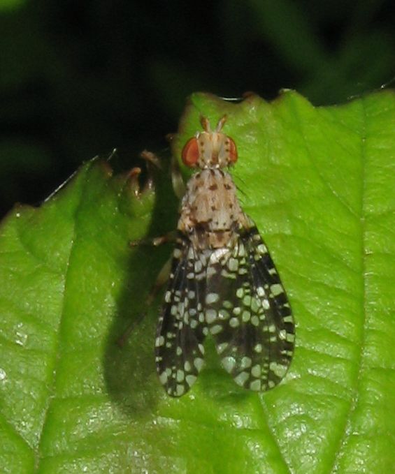 Sciomyzidae? Si. Trypetoptera punctulata