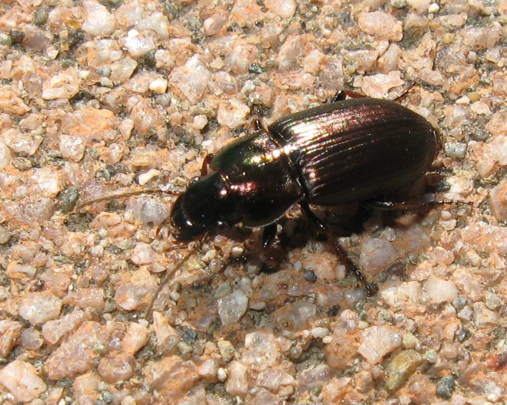 Harpalus distinguendus, Carabidae