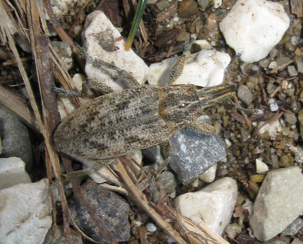 Rhabdorrhynchus? No, Cleonis pigra, Curculionidae