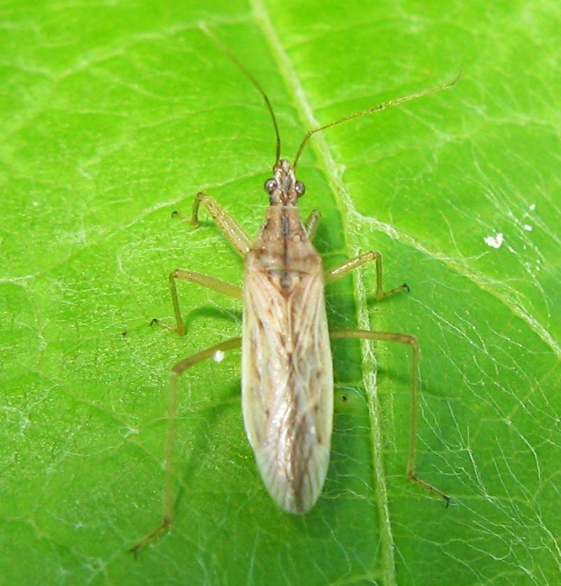 Nabidae? S, probabilmente Nabis ferus