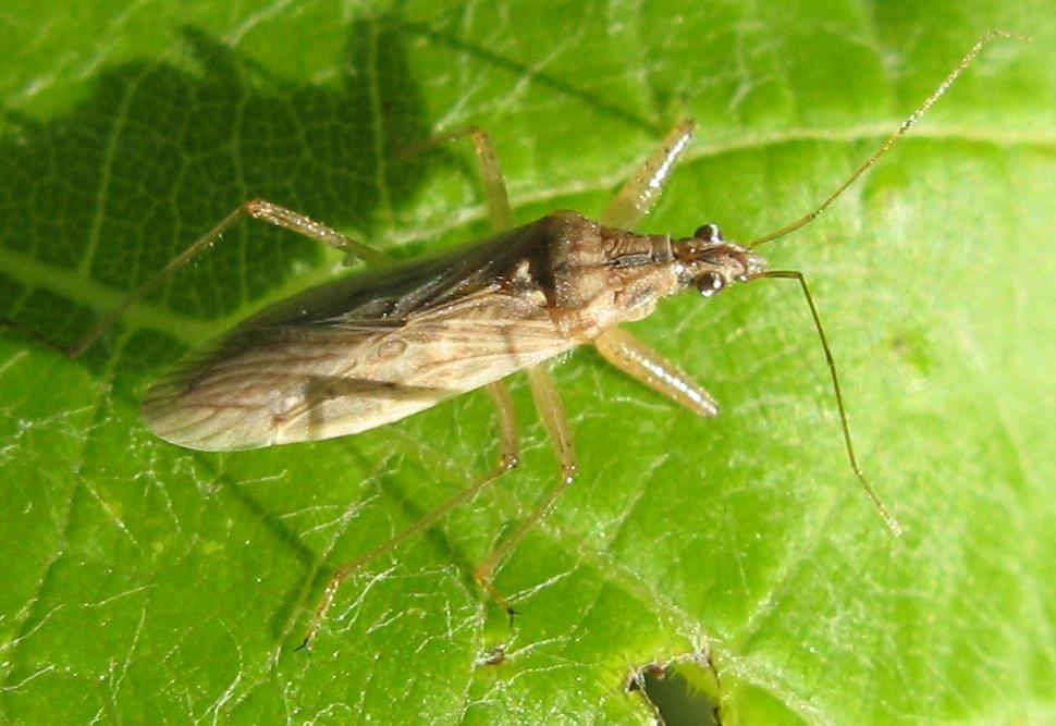 Nabidae? S, probabilmente Nabis ferus