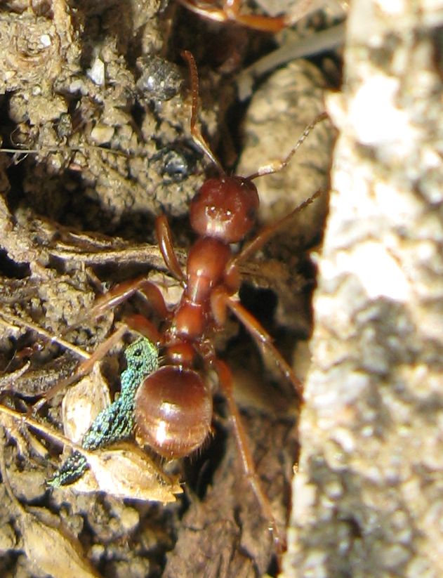 Formica da identificare:  Polyergus rufescens